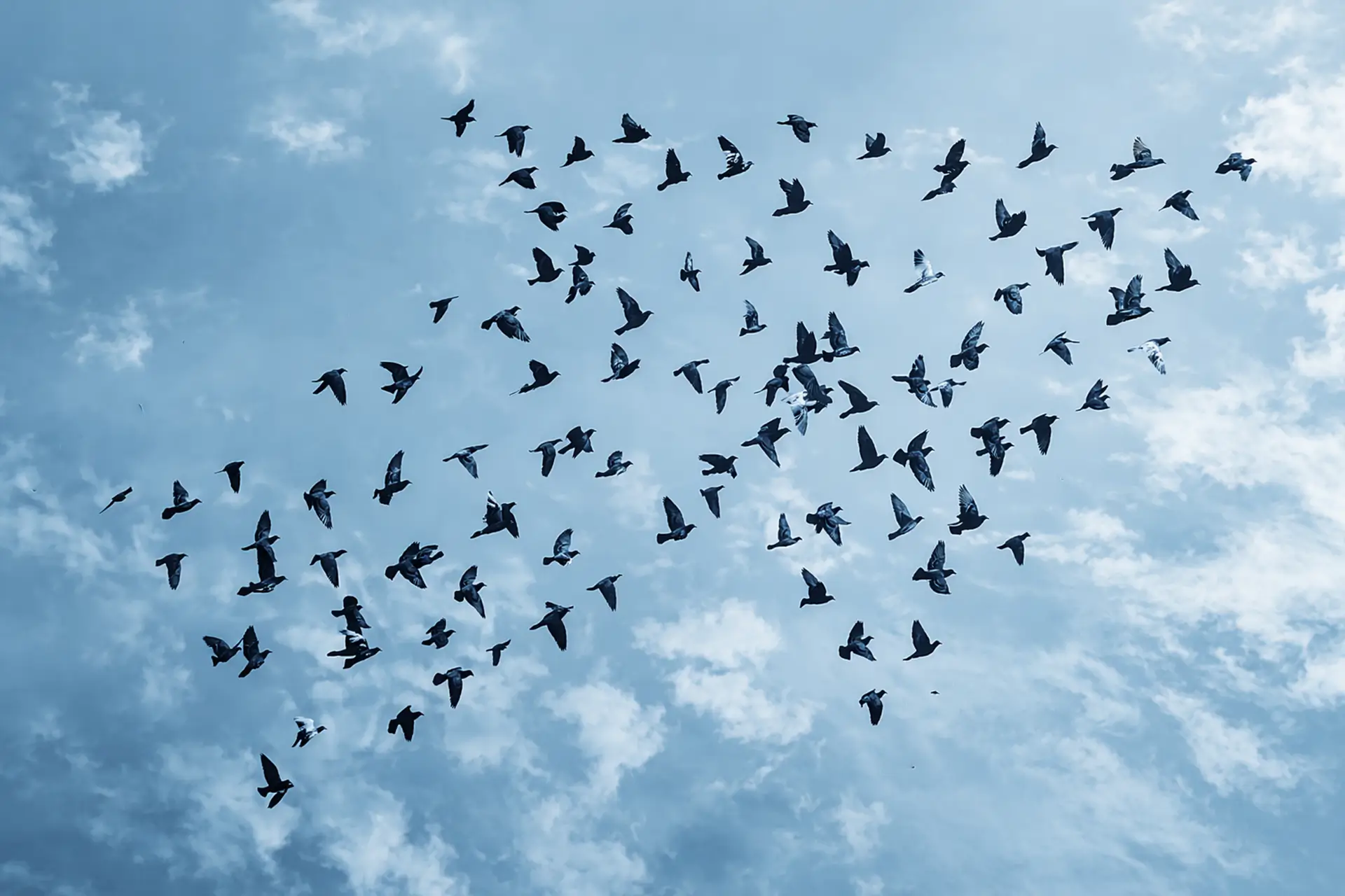 Schwarm von Vögeln als Metapher für Leadership, Zusammenarbeit und Orientierung in Unternehmen